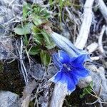 Gentiana clusii habit picture by Alain Bigou (cc-by-sa)