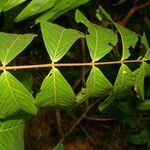 Inga pezizifera leaf picture by Nelson Zamora Villalobos (cc-by-nc)