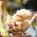 Poa lepidula flower picture by Fabien Anthelme (cc-by-sa)