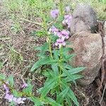 Angelonia angustifolia flower picture by Carlos Ruiz Jiménez (cc-by-sa)