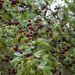 Crataegus rhipidophylla fruit picture by Delbecq Emeline (cc-by-sa)