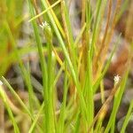 Isolepis fluitans flower picture by Schnittler Martin (cc-by-sa)