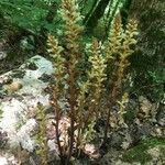 Orobanche hederae leaf picture by Carolina D'Aubert (cc-by-sa)