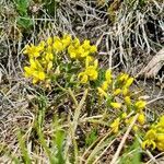 Genista januensis habit picture by Jani Zadrgal (cc-by-sa)