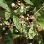 Ageratina riparia fruit picture by E. Mouysset (cc-by-sa)