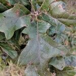 Quercus ilicifolia leaf picture by Matthias Foellmer (cc-by-sa)