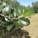 Ziziphus mauritiana leaf picture by Augustin Soulard (cc-by-sa)