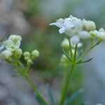 Galium pusillum fruit picture by Yoan MARTIN (cc-by-sa)