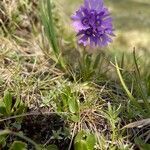 Primula glutinosa flower picture by Moritz S (cc-by-sa)