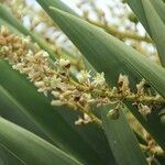 Dracaena draco flower picture by Szabolcs Frater (cc-by-sa)