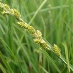 Carex canescens habit picture by Yoan MARTIN (cc-by-sa)