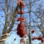 Acer saccharinum flower picture by Selina Erdmann (cc-by-sa)