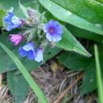 Pulmonaria longifolia flower picture by Didier DOTTE (cc-by-sa)