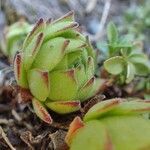 Sempervivum montanum fruit picture by Yoan MARTIN (cc-by-sa)