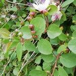 Capparis spinosa fruit picture by Maria Luisa (cc-by-sa)