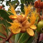 Tristaniopsis ninndoensis flower picture by Richard Chesher (cc-by-sa)