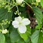 Hydrangea arborescens flower picture by Matthew DreamsOfBunnies (cc-by-sa)