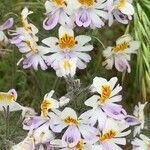 Schizanthus pinnatus flower picture by di Parodi (cc-by-sa)