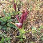 Serapias vomeracea habit picture by Hugo SANTACREU (cc-by-sa)