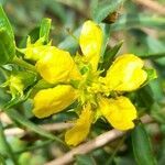 Heimia salicifolia flower picture by Trap Hers (cc-by-sa)