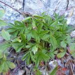 Potentilla caulescens habit picture by Llandrich anna (cc-by-sa)