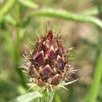 Centaurea hanryi flower picture by laurent boniface (cc-by-sa)