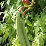 Campsis radicans fruit picture by Jean COTTI (cc-by-sa)