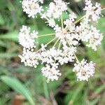 Peucedanum gallicum flower picture by bruno farouelle (cc-by-sa)