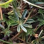 Lupinus colombiensis leaf picture by Fabien Anthelme (cc-by-sa)