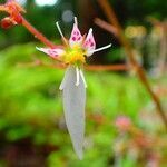 Saxifraga stolonifera flower picture by Carmelo Gomez (cc-by-sa)