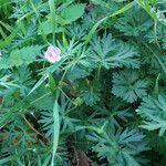 Geranium columbinum habit picture by claire Felloni (cc-by-sa)