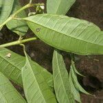 Faramea glandulosa leaf picture by Nelson Zamora Villalobos (cc-by-nc)