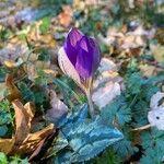 Crocus imperati flower picture by Bana Ike (cc-by-sa)