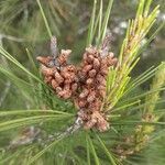 Pinus halepensis flower picture by Monteiro Henrique (cc-by-sa)