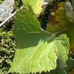 Adenostyles leucophylla leaf picture by Francois Mansour (cc-by-sa)