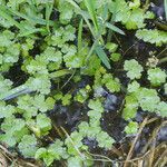 Hydrocotyle ranunculoides habit picture by Martin Bishop (cc-by-sa)