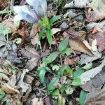 Gentiana scabra habit picture by Isabelle Bellin (cc-by-sa)