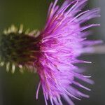 Carduus defloratus flower picture by giovanna (cc-by-sa)