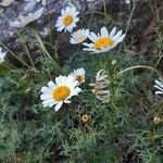 Leucanthemum monspeliense flower picture by Cyril Rombaut (cc-by-sa)