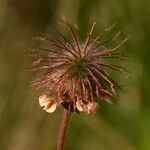 Geum hispidum fruit picture by Carlos Villasante (cc-by-sa)