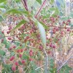 Pistacia terebinthus fruit picture by Irina Lubarsky (cc-by-sa)