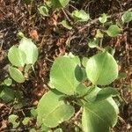 Rumex lunaria leaf picture by Kristòf Wirth (cc-by-sa)