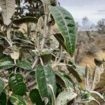 Gynoxys laurata leaf picture by Fabien Anthelme (cc-by-sa)