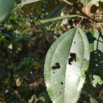 Miconia hyemalis leaf picture by Leandro da silva pereira (cc-by-sa)