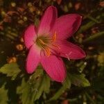 Zephyranthes rosea flower picture by Lata Sawant (cc-by-sa)