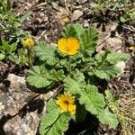 Geum sylvaticum habit picture by Dominique Wernert (cc-by-sa)