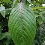 Mussaenda frondosa leaf picture by Sudhanshu Kumar (cc-by-sa)