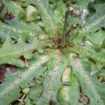 Taraxacum pyropappum leaf picture by beau mat (cc-by-sa)