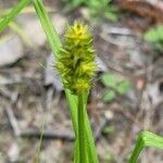 Carex stipata leaf picture by Chase St-Onge (cc-by-sa)