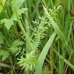 Oenanthe fistulosa habit picture by Yoan MARTIN (cc-by-sa)